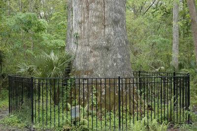 The trunk is 46 feet around
