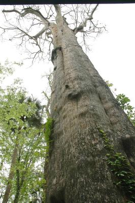 Looking up 138 feet
