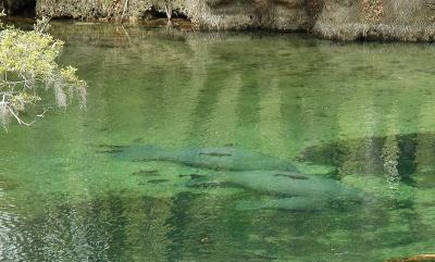 Manatee Family