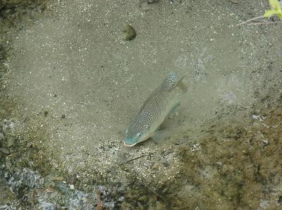 Blue Tilapia bed