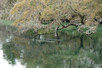 Near the St Johns river