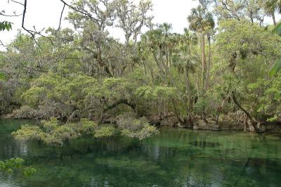 Where the spring run meets the St Johns River