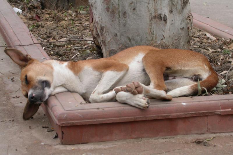 Dog Tired