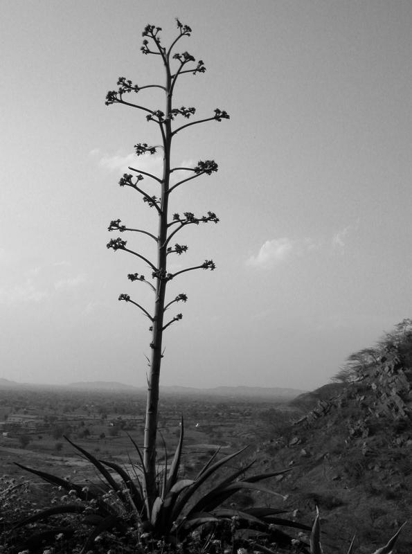 Neemrana