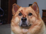 Dog trick: Sandy with bone