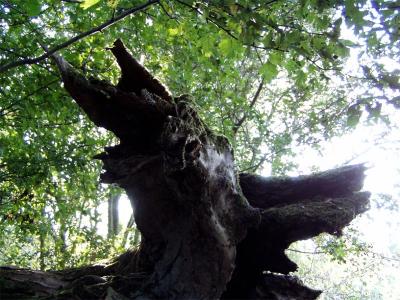 trrod treeroot.JPG