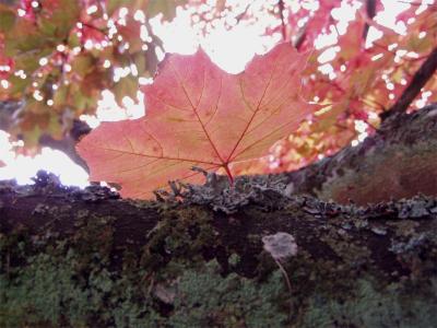 Efterårsfarver autumn colours 04.JPG