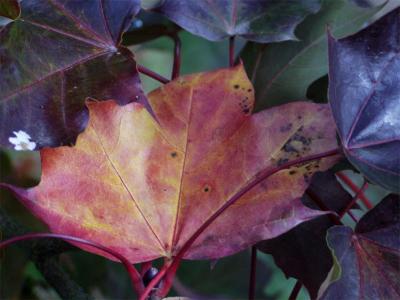 Efterårsfarver autumn colours 05.JPG