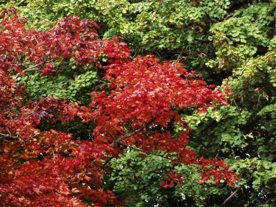 Efterårsfarver autumn colours 06.JPG