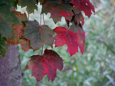 Efterårsfarver autumn colours 07.JPG