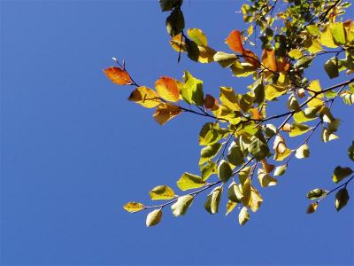 Efterårsfarver autumn colours 09.JPG
