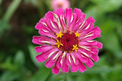 Pink and  yellow Aster 1