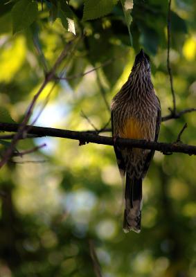 Red Wattlebird