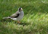 Noisy Miner