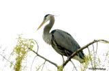 Heron in a tree top