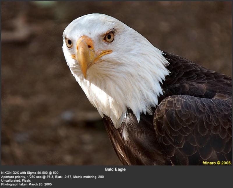 bald eagle2.