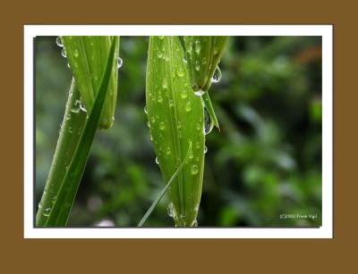 After The Rain 4