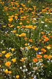 Apache Trail Wild Flowers  #1