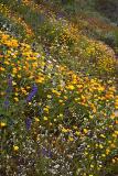 Apache Trail Flowers #2