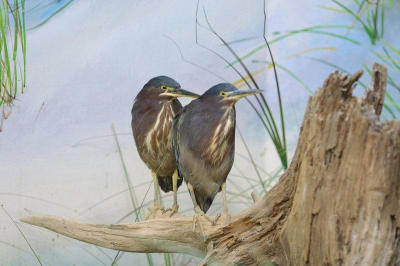 buttonwood_zoo