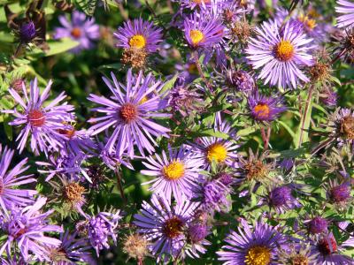 fleurs