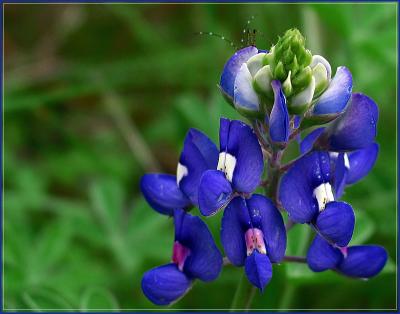 Bluebonnet