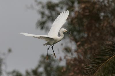 Snowy Egret with Twig