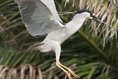 Black-Crowned Night Heron with Branch