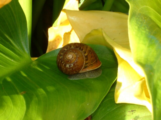 Snail on a leaf