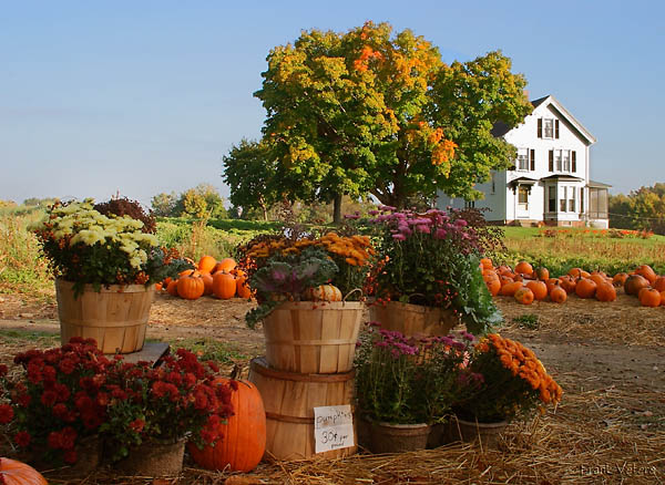 Autumn harvest 2003