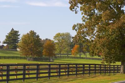 Fall Colors