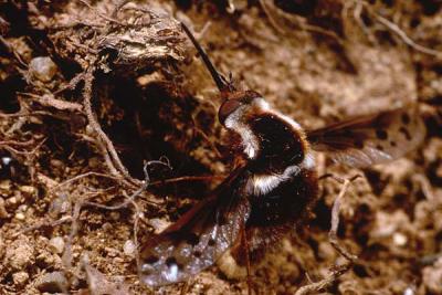 Bombylius pygmaeus