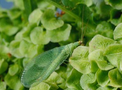 lacewing 1