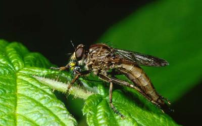 Robberfly with prey.jpg