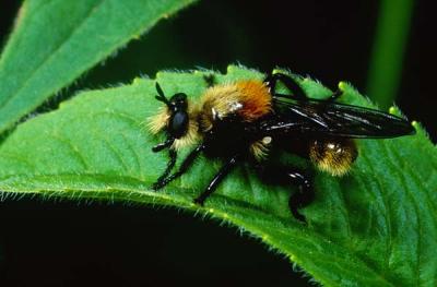 Laphria sp.