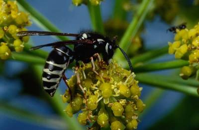 Vespula consobrina.