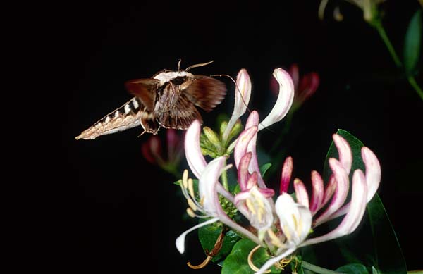 Hawkmoth.jpg
