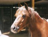 Horse head.jpg