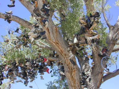 Shoe Tree close-up