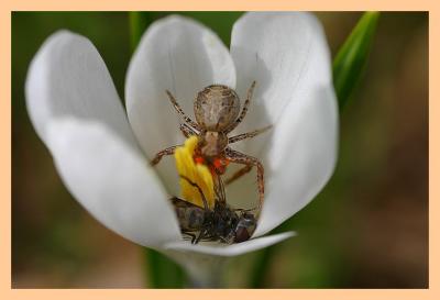 Djener sur crocus