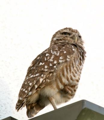 Burrowing Owl