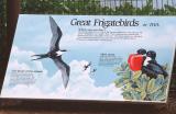 01-35-Frigatebirds (<b>Iwa</b>)