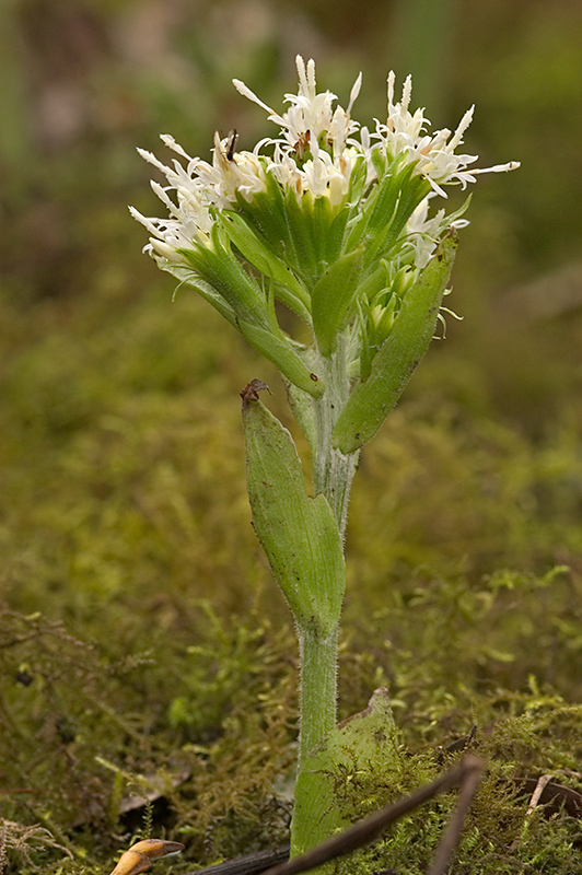 Butterbur