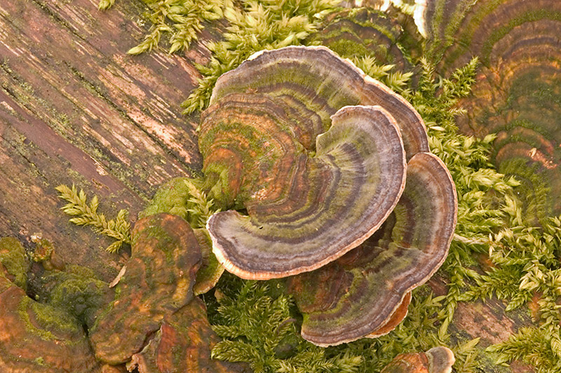 Many-Zoned Polypore
