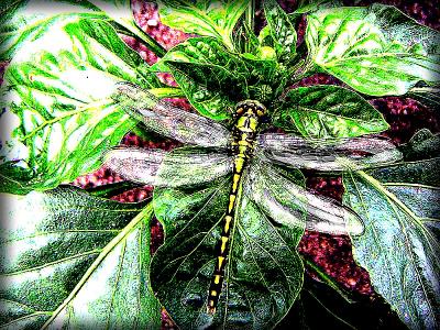 Dragonfly.