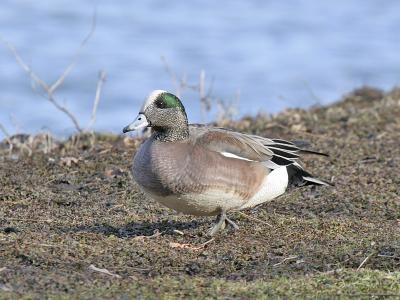 American Wigeon 03