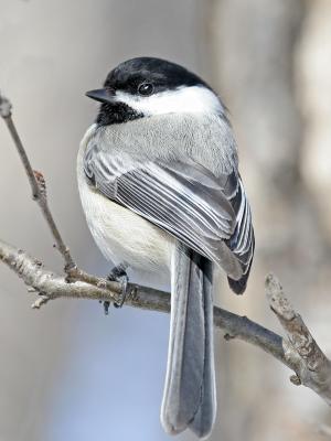 Black-capped Chickadee 06