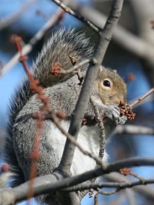 Eastern Gray 03
