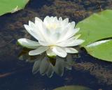 Fragrant Water Lily 01