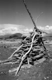 beach wood
